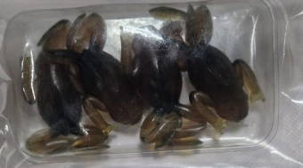 �����-������� FGOGLING 56�� (�������. ����������) (��. 4��)