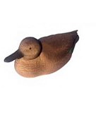 ������ �����-���������-����